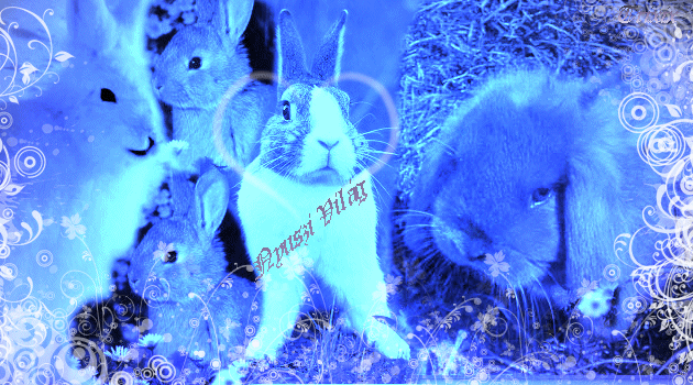 Rabbit world